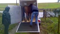 Stichting Paard in Nood: Aankomst Doc: verwaarloosd paard uit Elkenarde