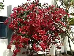 Chegada da primavera