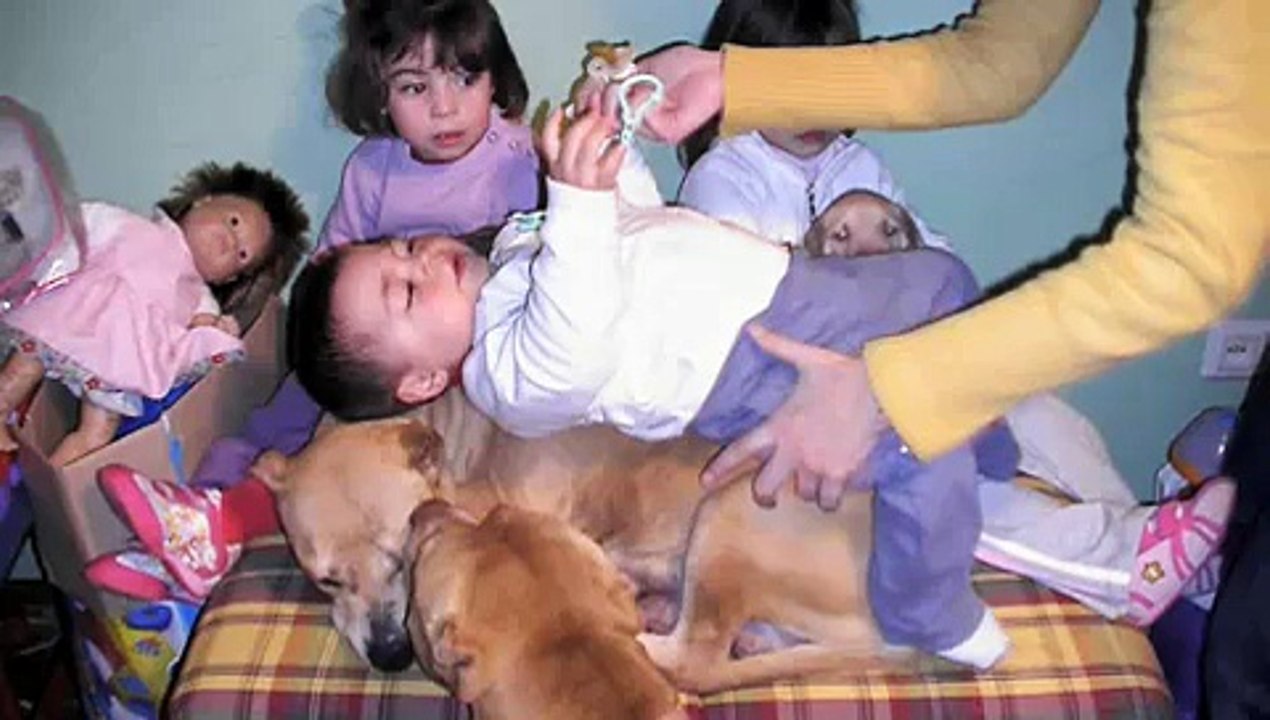 Pit Bull siendo Pit Bull