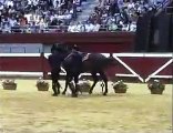 Los caballos Andaluces & La Real escuela del arte Ecuestre