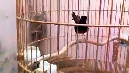 Burung Murai Medan Gacor Termahal Di Indonesia 2014