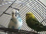 Budgie chirping in slow motion