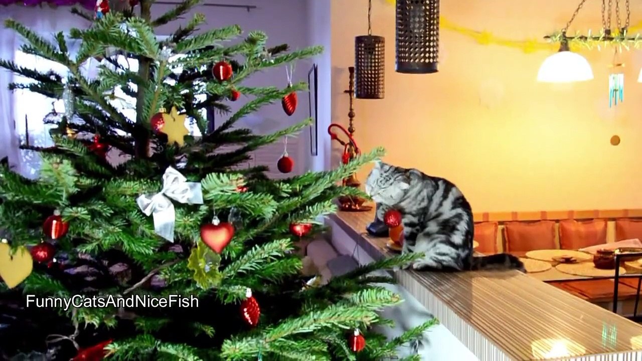 New Year Cats Compilation