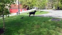 Un corbeau attaque un chien et lui mord la queue