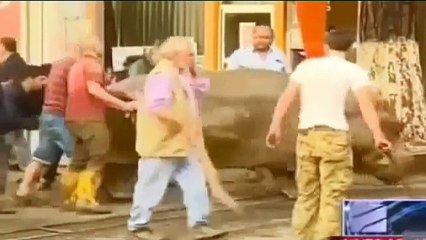 شاهد أسود ونمور وفرس نهر بشوارع جورجيا لن تصدق ما تشاهده