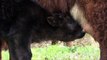 Highland cattle   Black calf is drinking and gets tenderly care