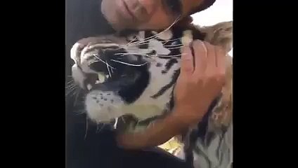 Man Kissing the dangerous Tiger