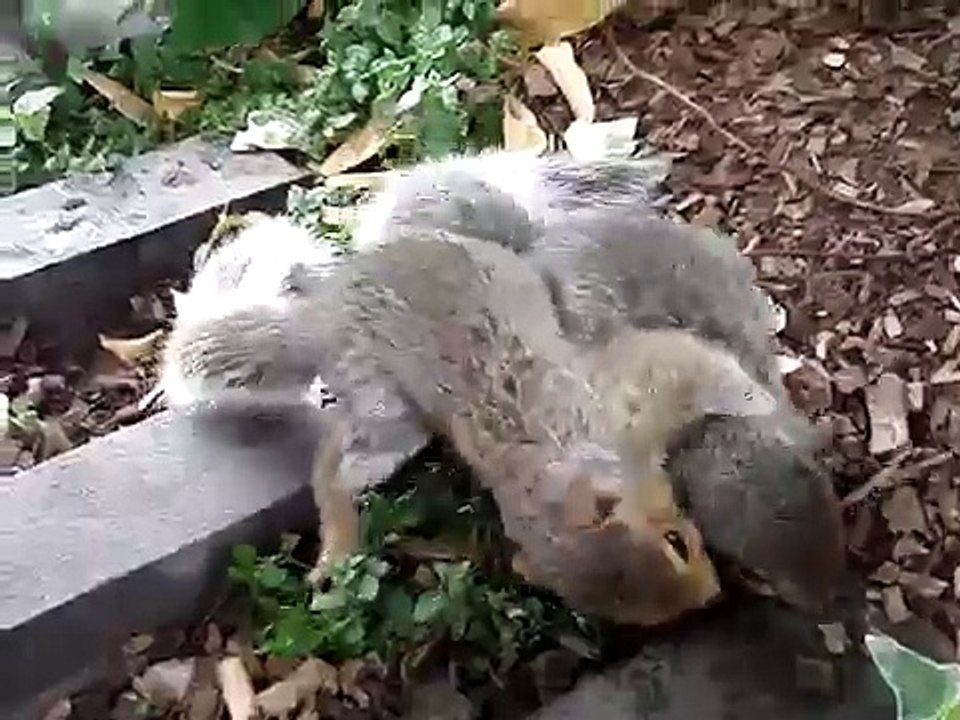 Esquilos em Londres