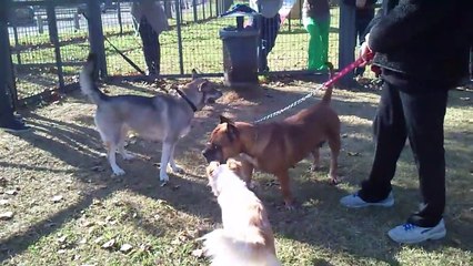 Molly, Kayla y Gringa