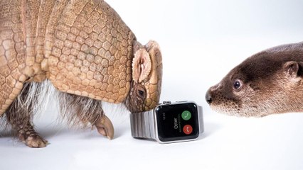 Zoo Animals Review Apple Watch