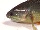 Australian Walking Fish Lives Up To Its Name | Mashable