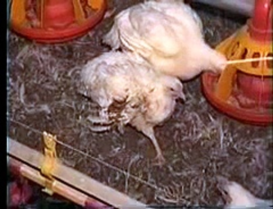 KFC Cruelty