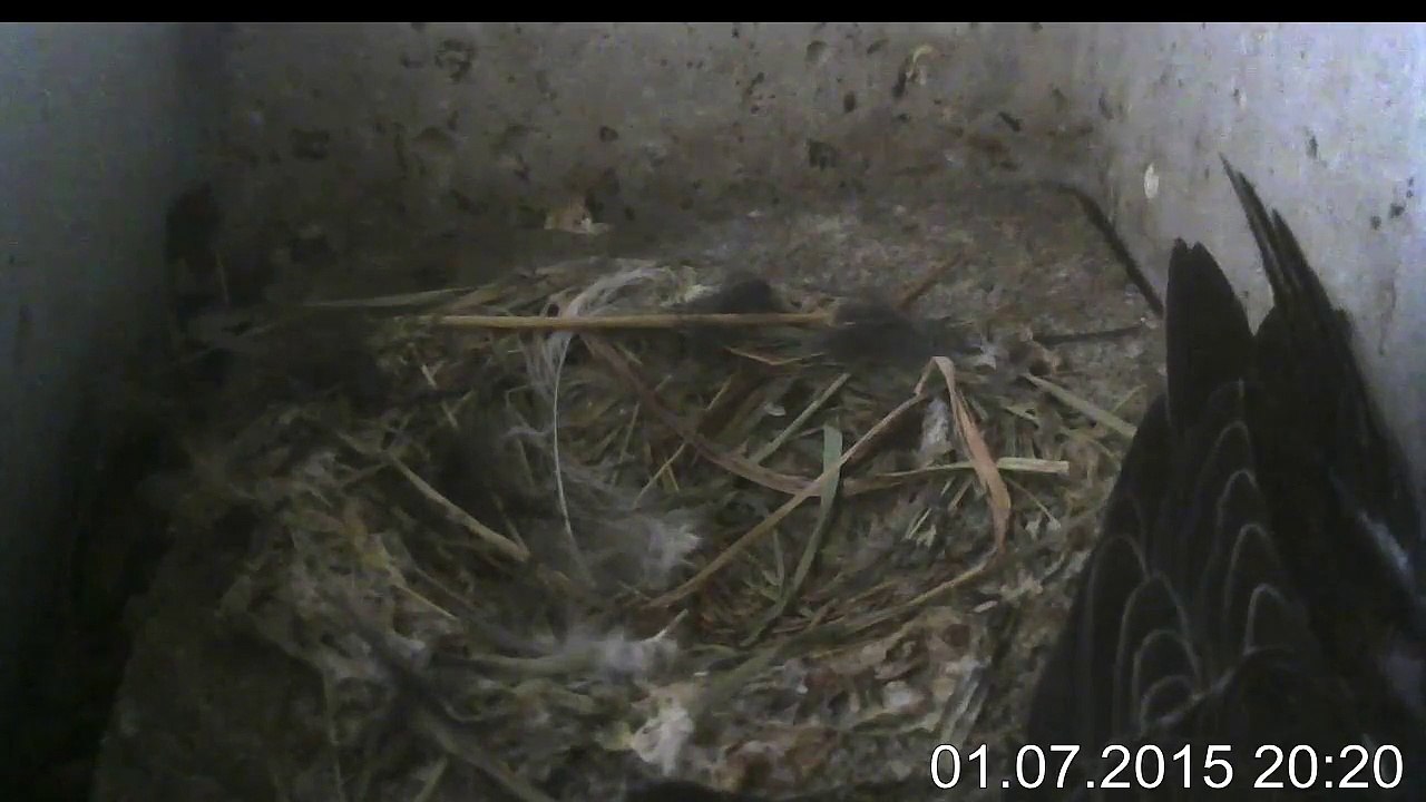 1.7.-20:16-0:09 Mauersegler - Kamera im Nistkasten - 2 Junge (REPLAY)