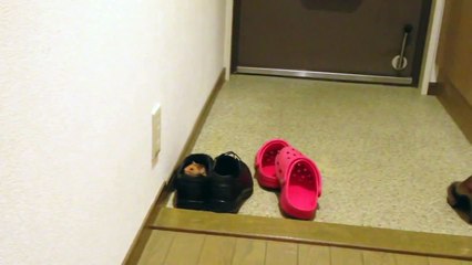 Cookie -  sniffing shoes   [  シリアンハムスターでは、靴をスニッフィング ]