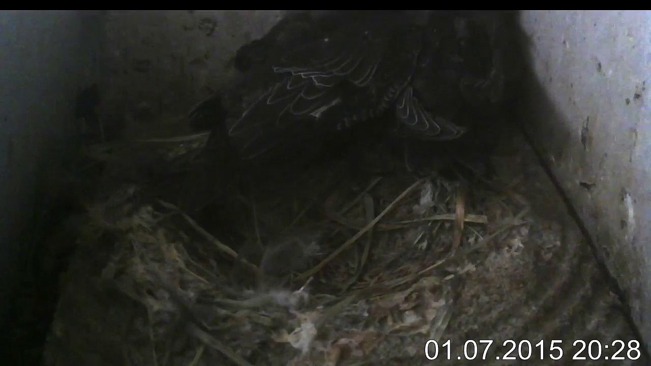 1.7.-20:27-0:52Mauersegler - Kamera im Nistkasten - 2 Junge (REPLAY)
