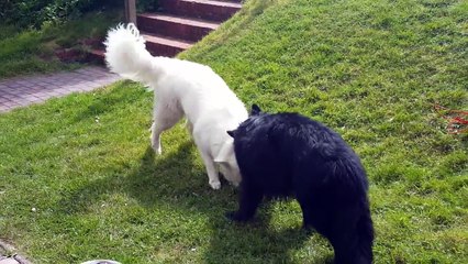 Black and White Shepherd are pulling