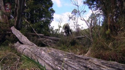 ABC3 | Bushwhacked!: Welcome to Tasmania
