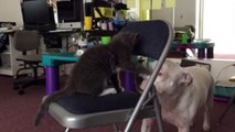 Cat fights with dog. Matsumoto the cat fighting with Tanka the Pit Bull. The Life of Matsumoto