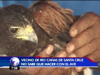 Vecino de Guanacaste encuentra un águila con las patas quemadas