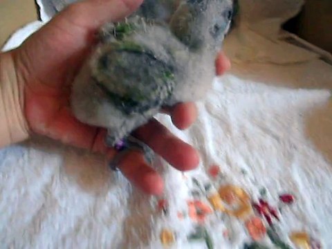 mes youyou du senegal petit perroquet