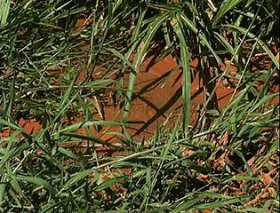 Parque Águas Claras