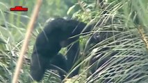 Estudios revelan que chimpancés les gusta el licor igual que los humanos