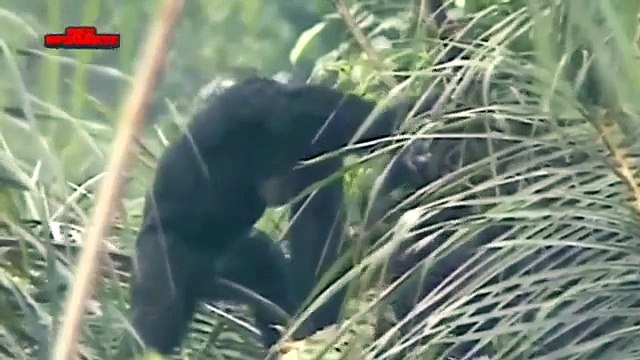 Estudios revelan que chimpancés les gusta el licor igual que los humanos
