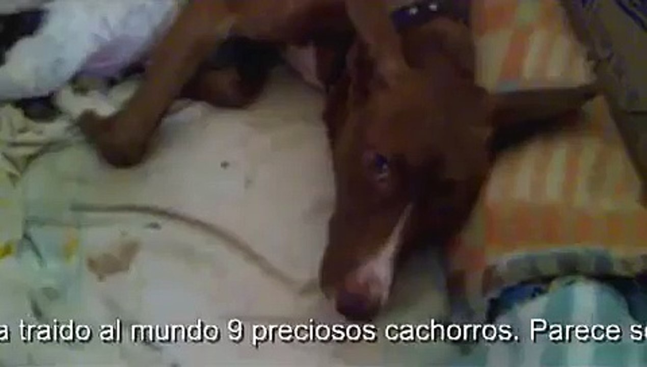 ADOPCION PERROS MADRID