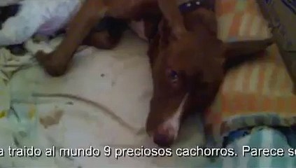 ADOPCION PERROS MADRID