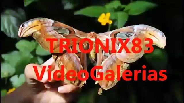 Batallas de aviones de guerra reales - combates aereos reales los mejores, imagenes recopilacion