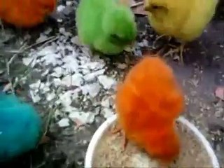 pollitos de colores