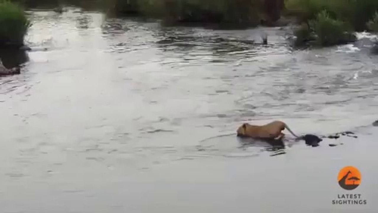 Crocodile ATTACKS on Lion