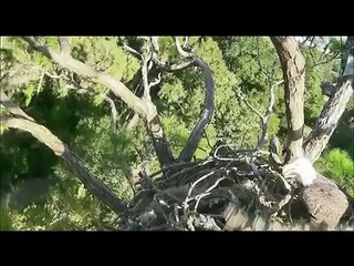 10 5 14 NEFL Eagles ~ Romeo and Juliet ~ Fly ins and Nestorations