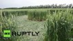 ‘Alien Patterns’: Drone buzzes crop circles in Adygea, Russia