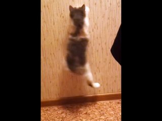 Jumping Kittens vs Wall Paper
