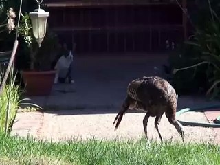 Cat stalks Turkey