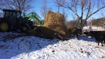 Cows Like Straw