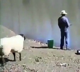 Angry SHEEP hits a MAN when fishing