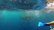 Cancun Whale Sharks GoPro Hero 2 - Day Two