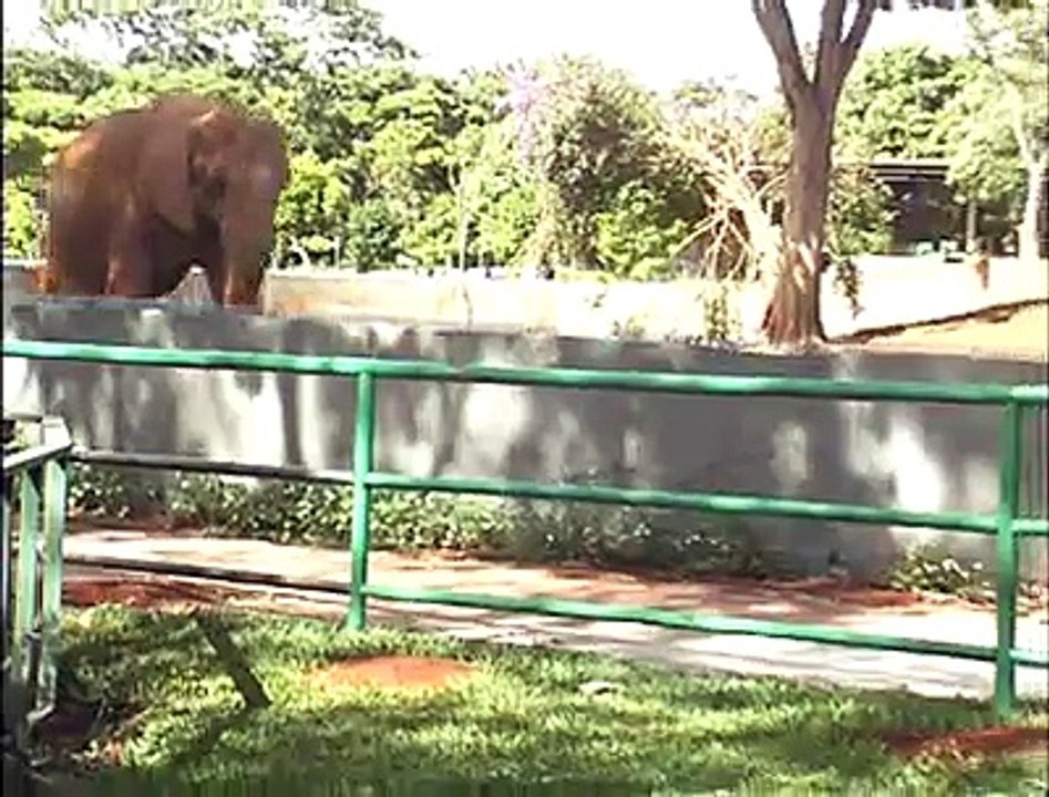Segurança no zoológico