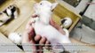 Cat Gives Birth To Chihuahua In China The Stunned Owner Claims - Extreme Animal Births