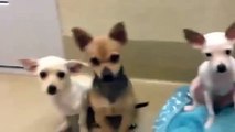 Chihuahua Puppies at Palm Springs Animal Shelter