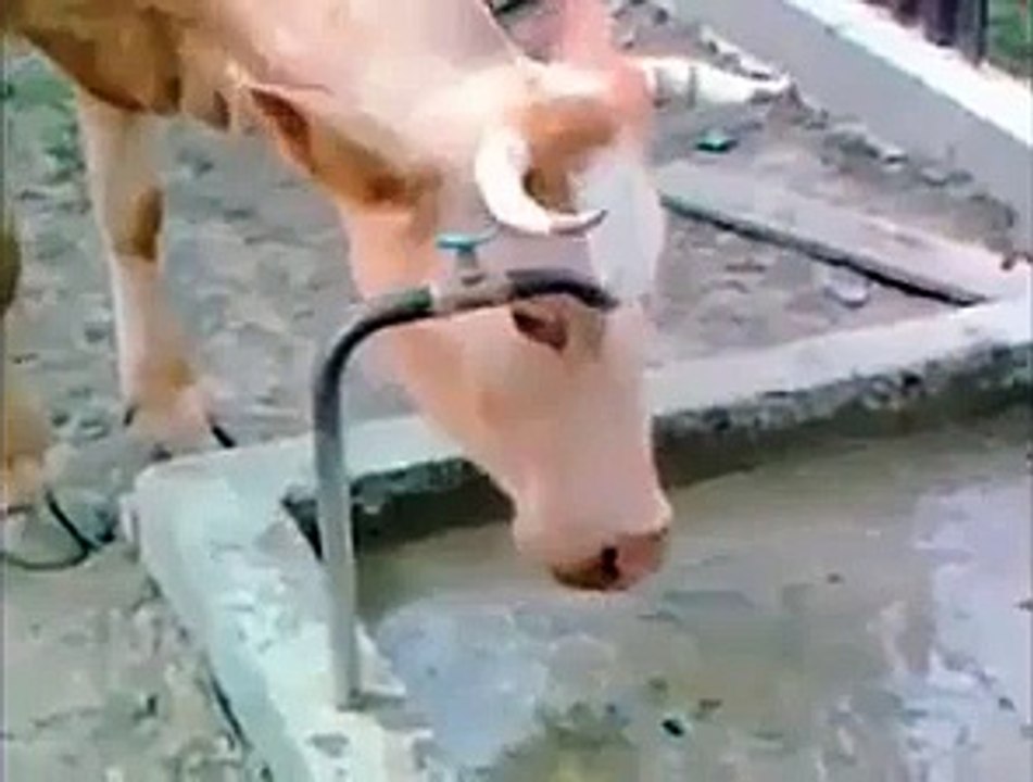 Cow Drink Water | Funny Video | Funny Clips