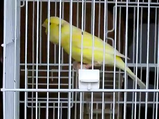 canarino canto malinois