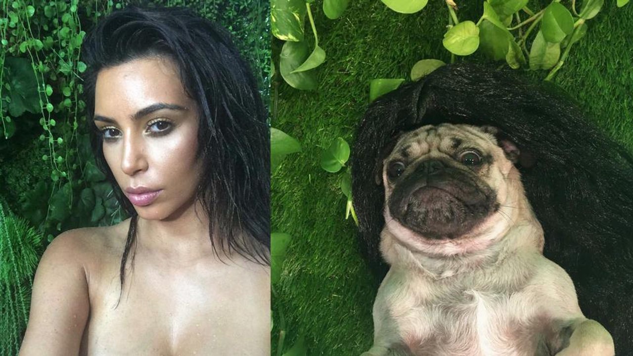 Doug the Pug's Kim Kardashian Photoshoot (behind the scenes)