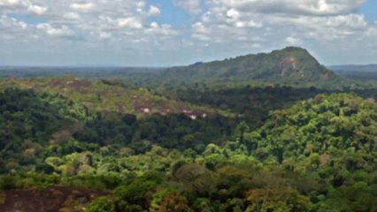 Astounding Sloth Facts