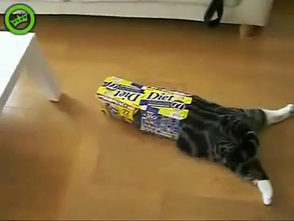 Maru the cat loves carton diet boxes.