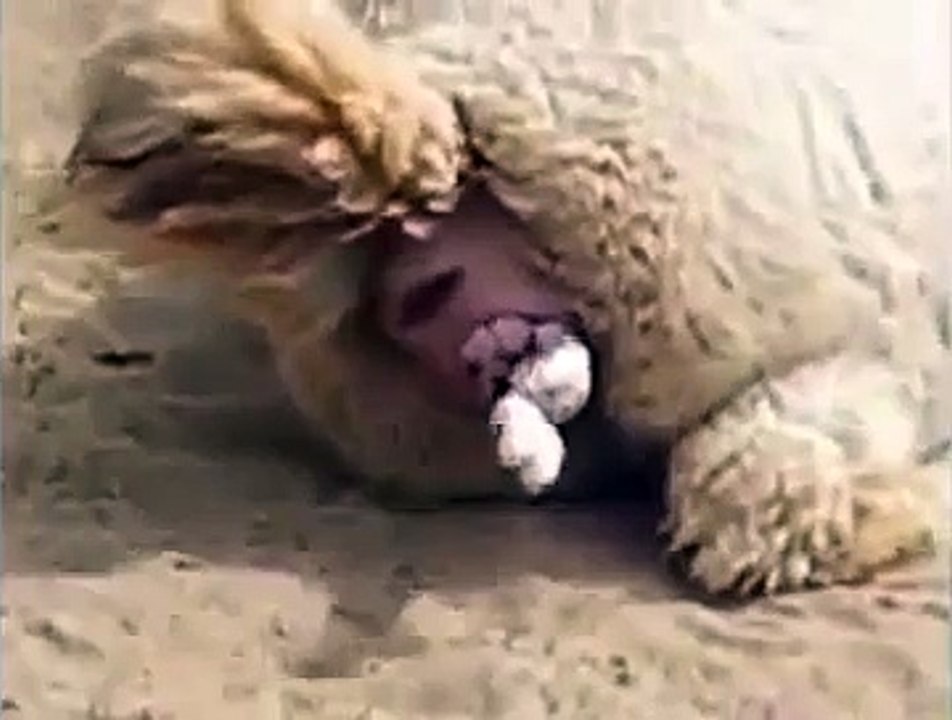 New Animals Videos Animal Being Born Alpaca Gives Birth To Baby  Funny Animals