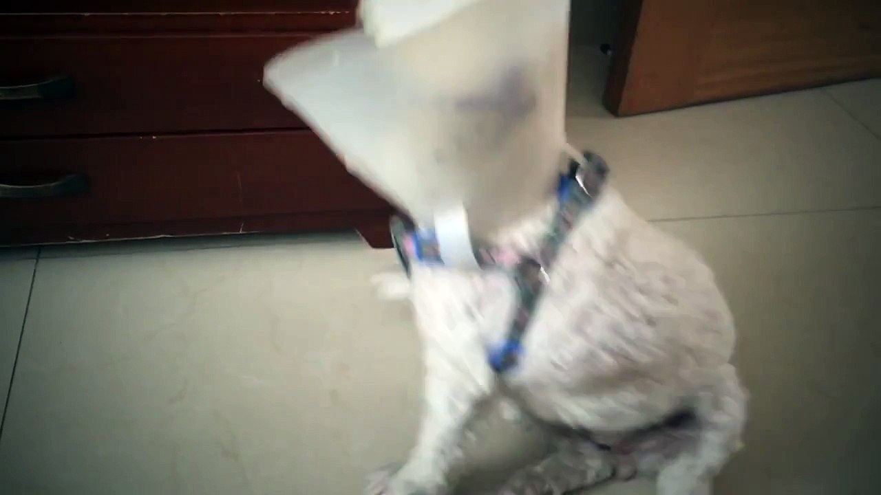 Dog Funk - Remix dance/Uptown Funk