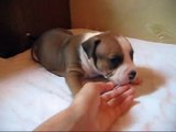 American staffordshire terrier pups